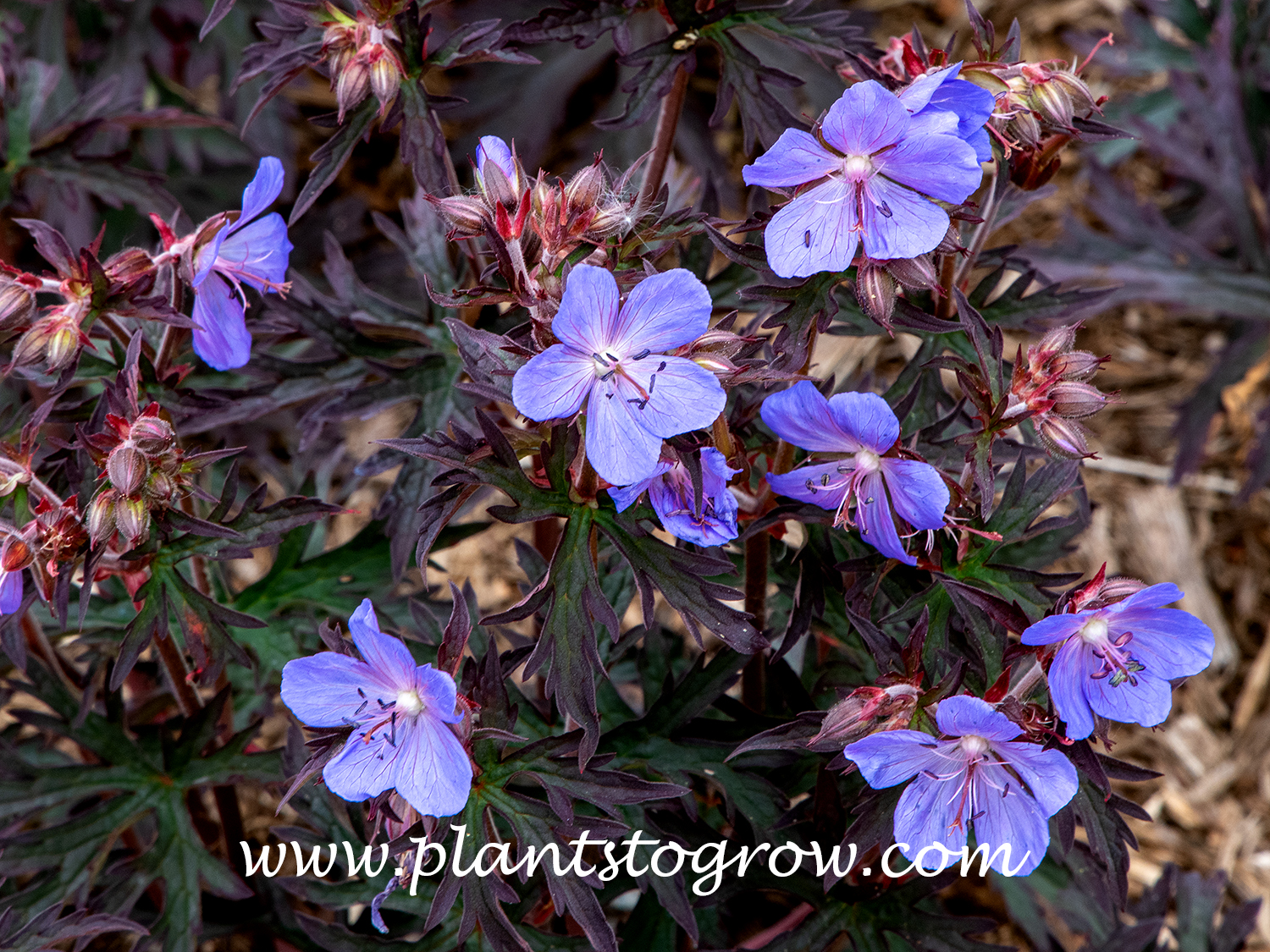 'Dark Reiter' Geranium (Geranium pratense)